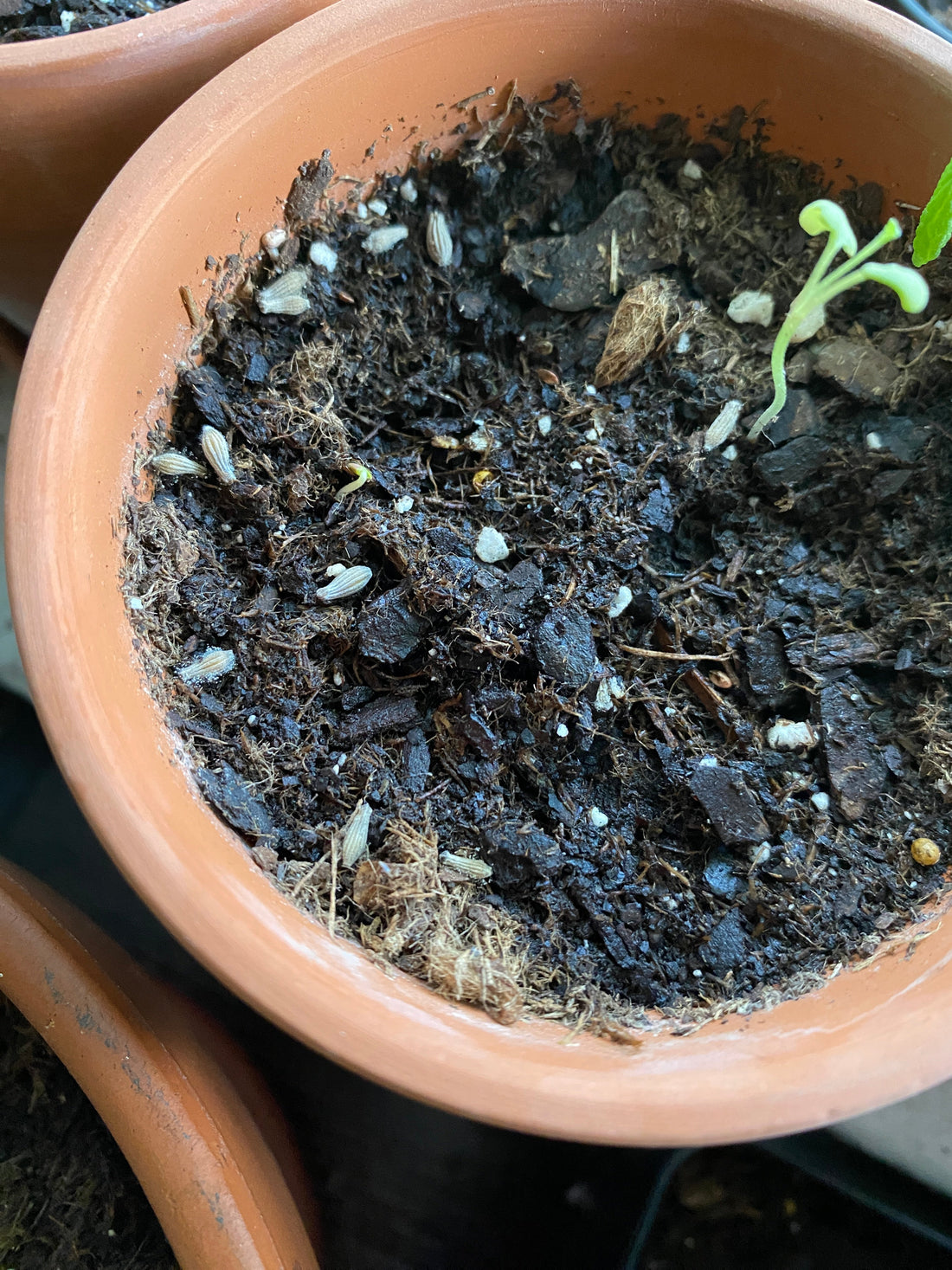 Inspirations from my Garden: First Fruits