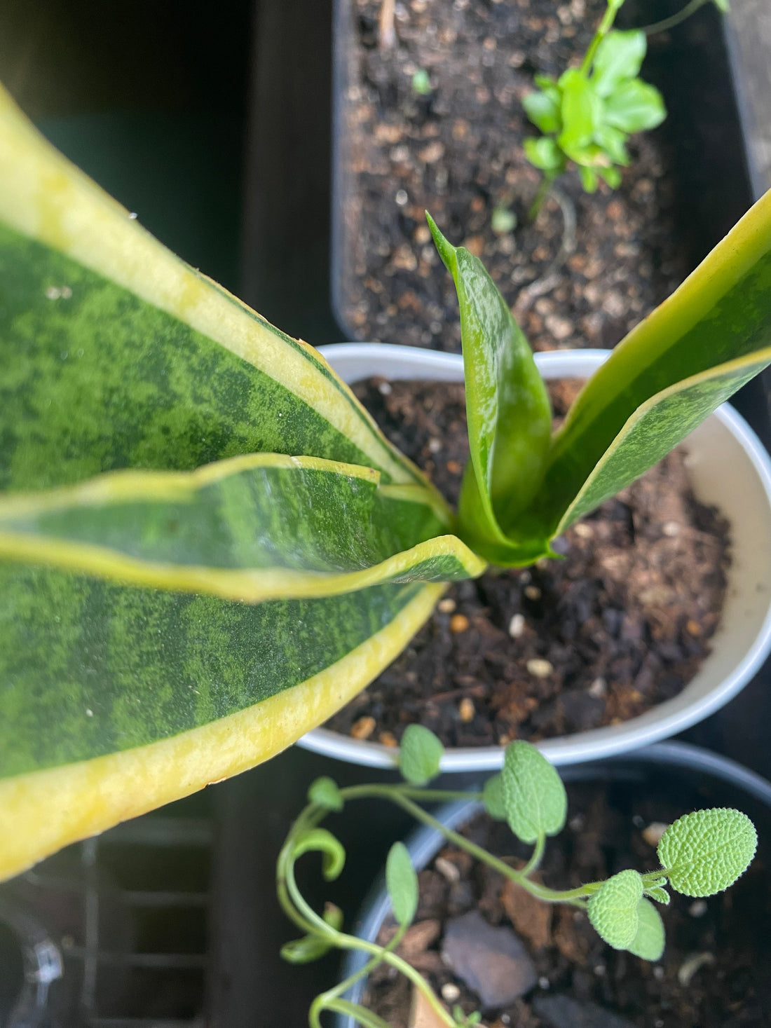 Inspirations From My Garden: Give Me My Space