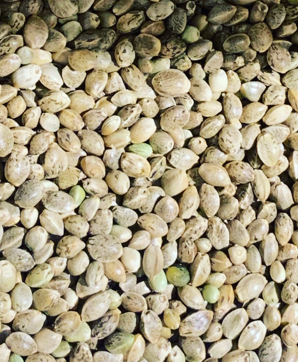 Ripkitty Premium Raw Viable Organic Whole Hemp Seeds - Rocky's Sound Shop