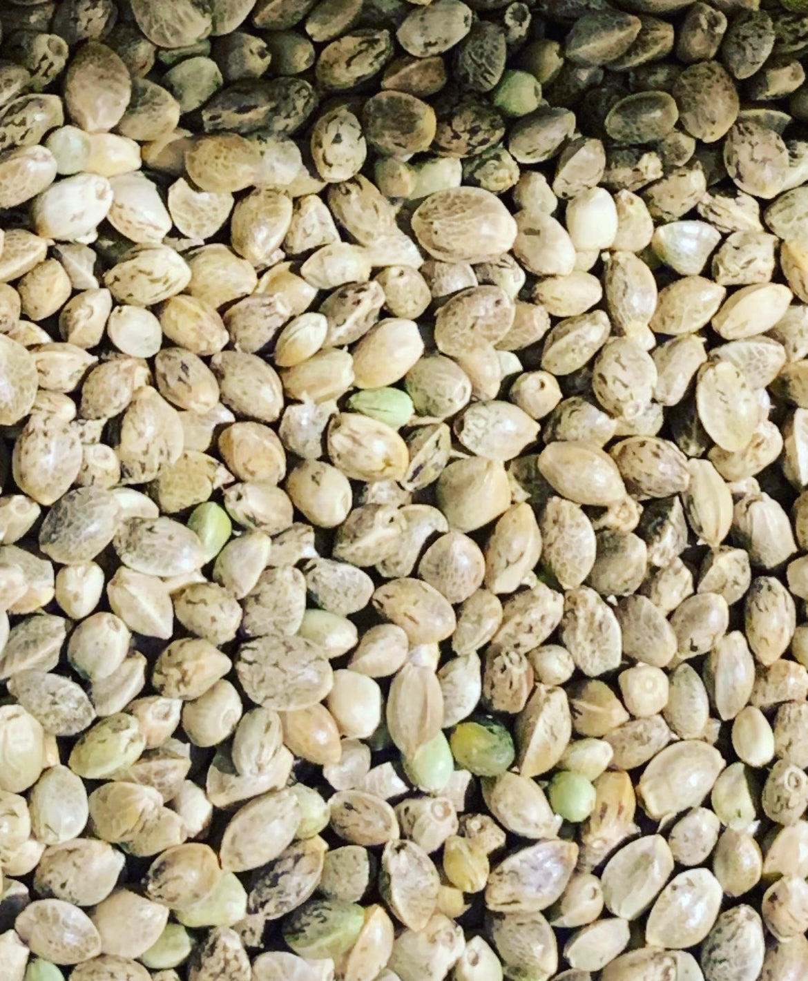 Ripkitty Premium Raw Viable Organic Whole Hemp Seeds - Rocky's Sound Shop