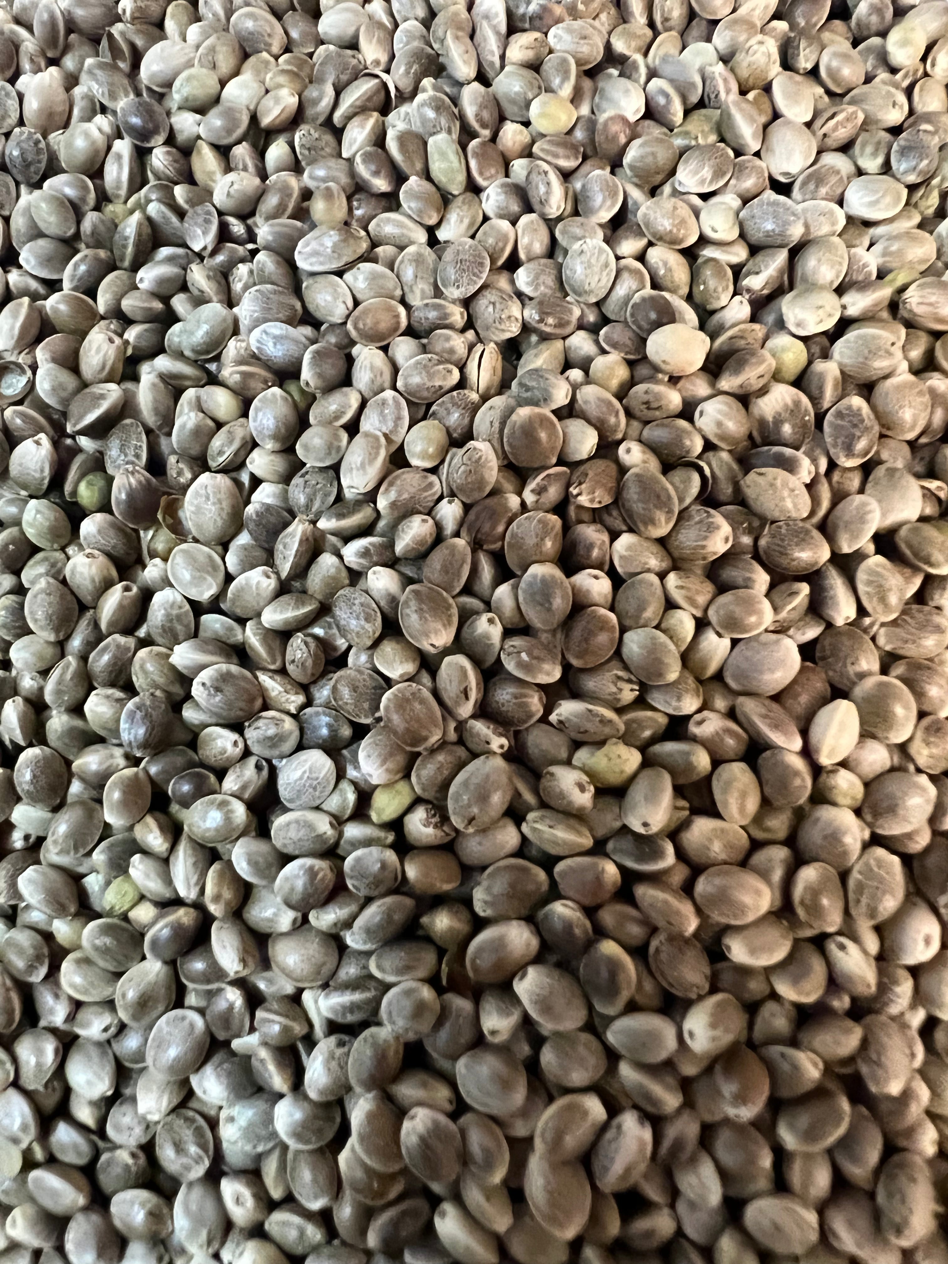 Ripkitty Premium Raw Viable Organic Whole Hemp Seeds - Rocky's Sound Shop