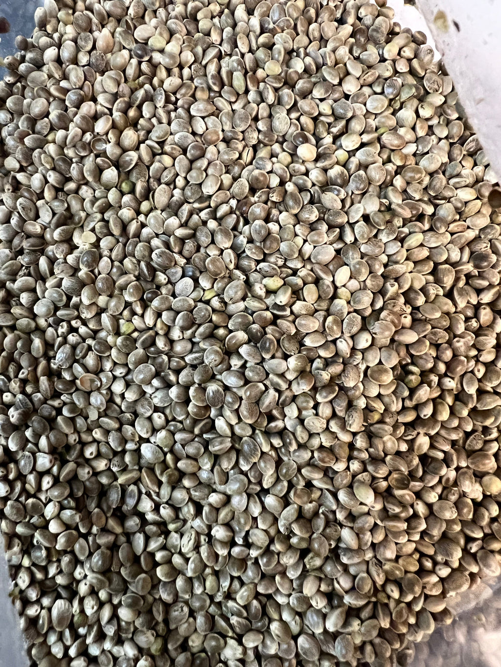 Ripkitty Premium Raw Viable Organic Whole Hemp Seeds - Rocky's Sound Shop